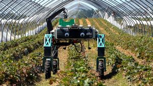 Roboter im Erdbeerfeld: Wie KI die Ernte automatisiert und Betriebe entlastet