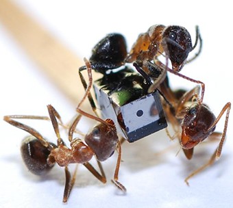 Miniaturkamera und Ameisen